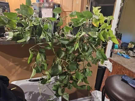 Photo of free house plants (Batavia) #2