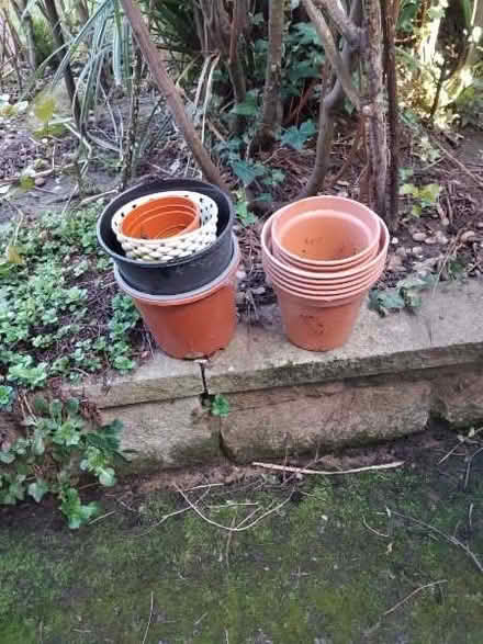 Photo of free Houseplants needing tlc and potss (North Lichfield WS13) #2