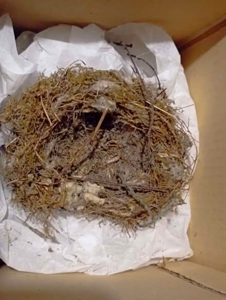 Photo of free Small birds nest (Top Amersham HP6) #1
