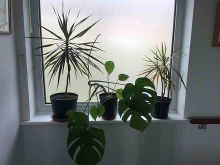 Photo of free House plants (Coombe Dingle BS9) #1