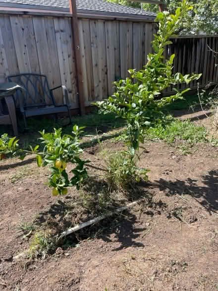 Photo of free Lemon tree (El Camino/shoreline/Miramonte) #1