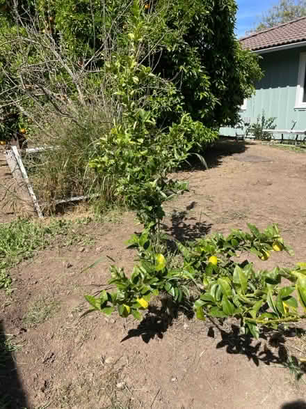 Photo of free Lemon tree (El Camino/shoreline/Miramonte) #2