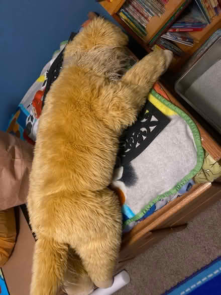 Photo of free Large stuffed dog (Montebello) #1