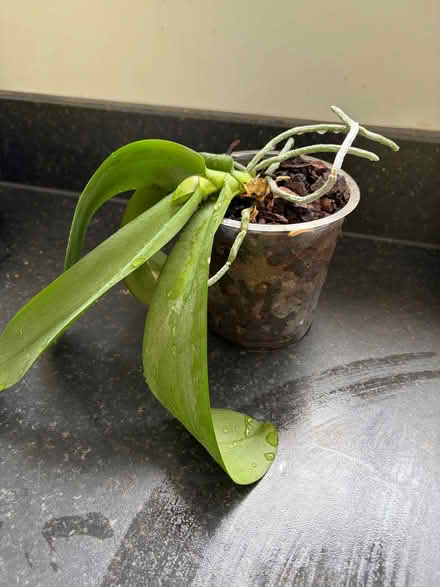 Photo of free Orchid plant (Longbarn WA2) #1