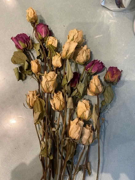 Photo of free Dried Roses for crafting/decoration (BN2) #1