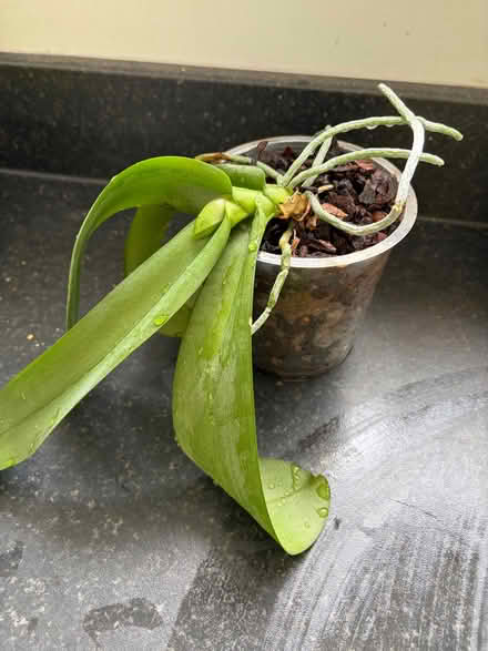Photo of free Orchid plant (Longbarn WA2) #2