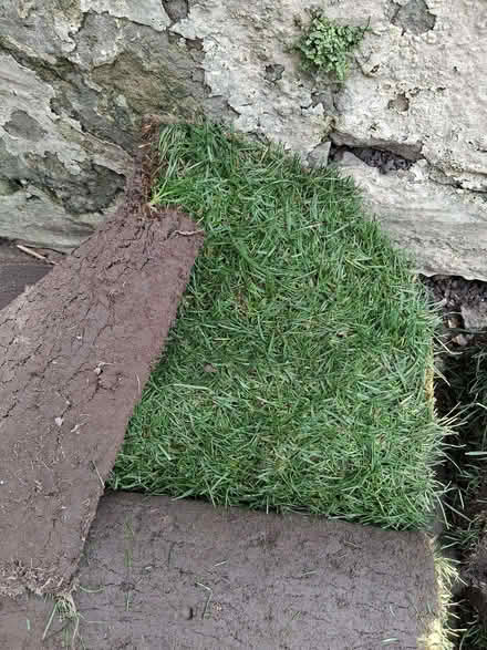 Photo of free Grass Turf 4 rolls left (Skerton LA1) #1