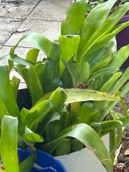 Photo of free Bottle brush broomliads (East Deltona) #1