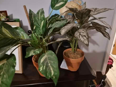 Photo of free 2 x fake plants (Sale M33) #1