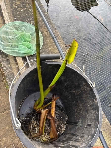 Photo of free Small piece of arum lily (Eastbourne BN20) #1