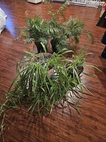 Photo of free house plants (Batavia) #1