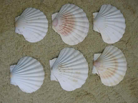 Photo of free 6 x used clean scallop shells. Assorted sizes. Reuse/upcycle (Kempsey WR5) #2
