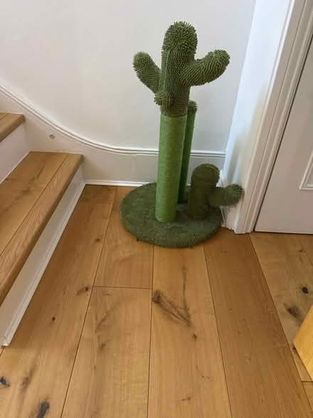Photo of free Cat scratching poll (Hampstead, mw3) #1