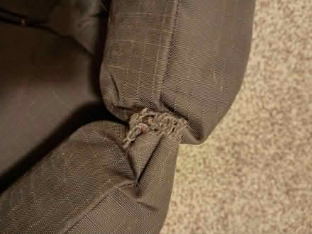 Photo of free Indestructible dog bed (Erie) #2