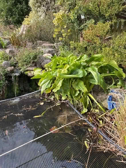 Photo of free Small piece of arum lily (Eastbourne BN20) #2