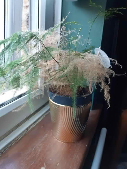 Photo of free House plant - fern (Leeds LS28) #1