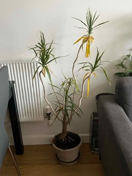 Photo of free Plant (Limehouse E14) #1