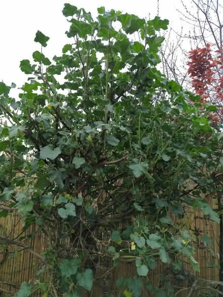 Photo of free Lavatera cuttings (Portslade by Sea BN41) #1