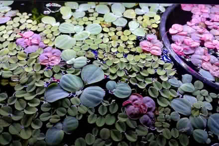 Photo of free Floating aquarium plants (Hollingdean) #1