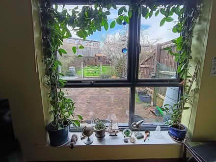 Photo of free House plants - hoyas (Normanton Springs S12) #1
