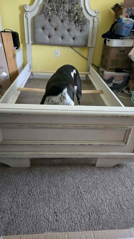 Photo of free Twin bed frame, dog not included (Sunnyvale) #2