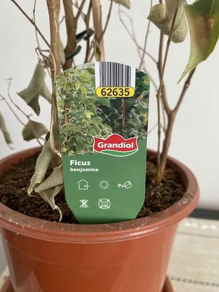 Photo of free Potted Indoor Ficus (Benjamina) (Strood, ME2) #1