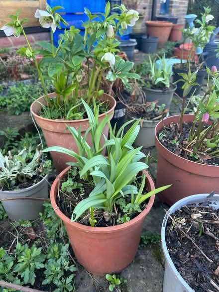 Photo of free Plants (The Folders Lane Estate RH15) #2
