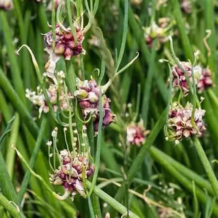 Photo of free Egyptian walking onion plants (Craven Arms SY7) #1