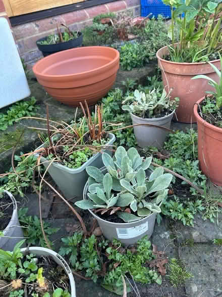 Photo of free Plants (The Folders Lane Estate RH15) #3