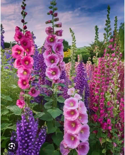 Photo of Hollyhocks,foxgloves ,salvias (Peacehaven BN10) #1