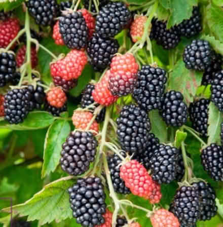 Photo of free 2 Thornless Blackberry Vines (High Bentham LA2) #1