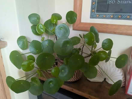 Photo of free Chinese money plants (Craven Arms SY7) #1