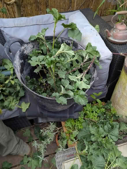 Photo of free Lavatera cuttings (Portslade by Sea BN41) #2