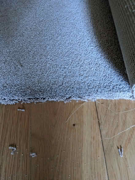 Photo of free Old lounge carpet (Middlewood S6) #1