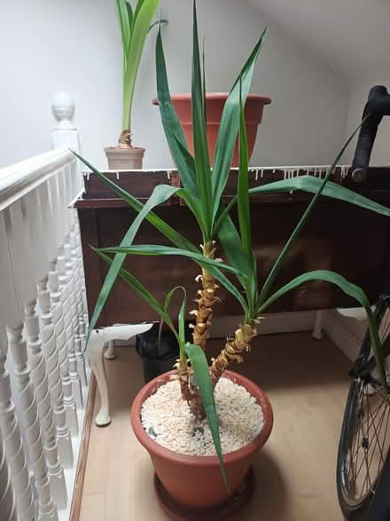 Photo of free Yucca plant (Crouch End) #1