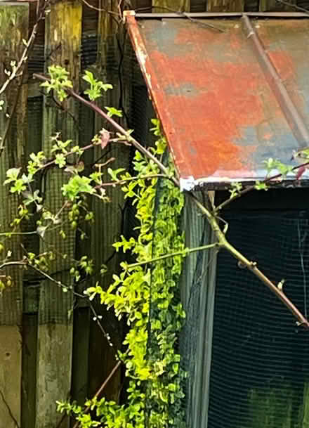 Photo of free 2 Thornless Blackberry Vines (High Bentham LA2) #2