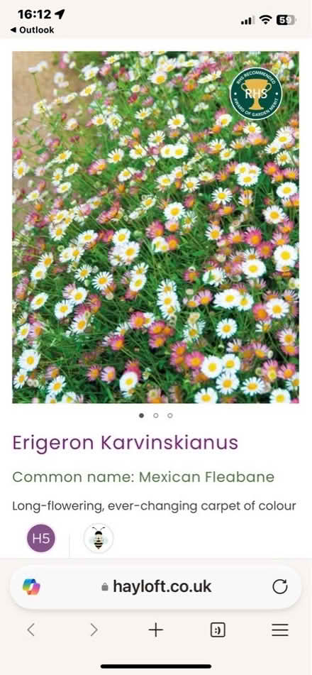 Photo of Erigeron (Hollington TN37) #1