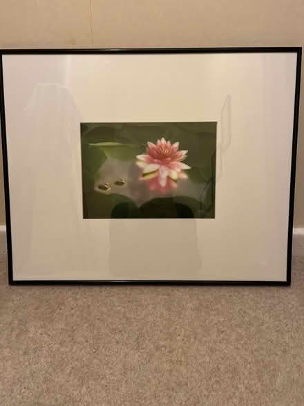 Photo of free Picture - Water Lilly and frogs (Bramhall SK7) #1