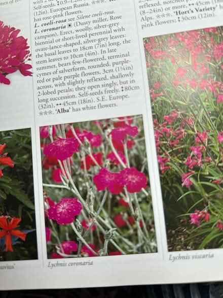 Photo of free Plants (The Folders Lane Estate RH15) #1