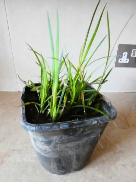 Photo of free Pond plant (BA2) #1