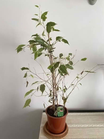Photo of free Potted Indoor Ficus (Benjamina) (Strood, ME2) #2