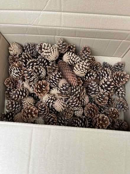 Photo of free Fir cones (Kingsway) #1