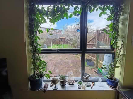 Photo of free House plants - hoyas (Normanton Springs S12) #2