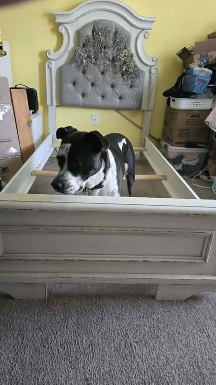 Photo of free Twin bed frame, dog not included (Sunnyvale) #1