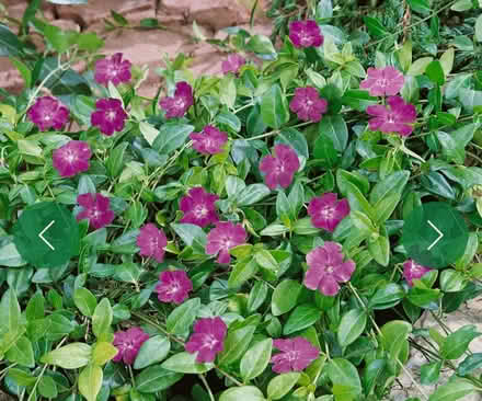 Photo of Vinca minor atropurpurea and Alba (Peacehaven BN10) #2
