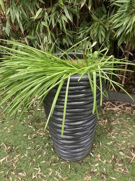 Photo of free Garden pots (Cricklewood, NW2) #1