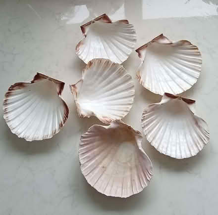 Photo of free Scallop Shells (Tivoli GL51) #1
