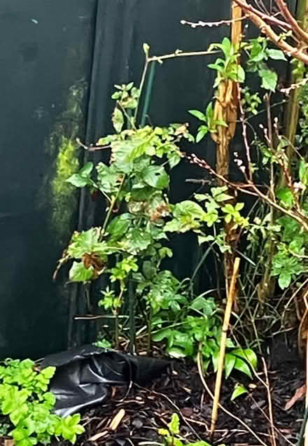 Photo of free 2 Thornless Blackberry Vines (High Bentham LA2) #3