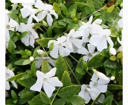 Photo of Vinca minor atropurpurea and Alba (Peacehaven BN10) #1