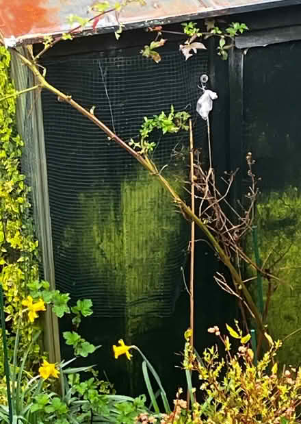 Photo of free 2 Thornless Blackberry Vines (High Bentham LA2) #4